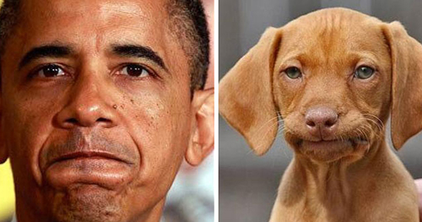 ถ้าคุณเป็นสุนัขจะมีหน้าตาแบบไหน