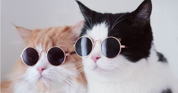 Which Cat Quote Sums Up Your Attitude In Life?