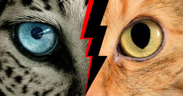 A detailed image with certain patterns and colors, likely part of a quiz test setup, showcasing unique visual elements.