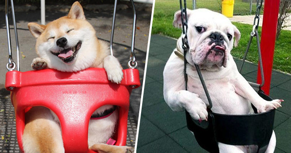 What Dog Are You When Happy And Sad?