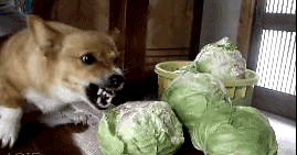 What Dog Breed Are You Before And After Drinking?