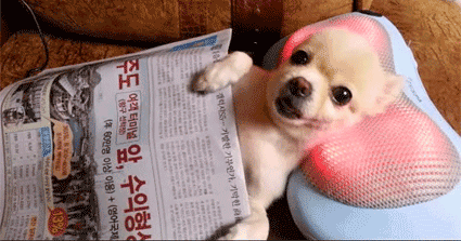 What Dog Are You Before And After Drinking?