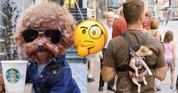 Th&uacute; cưng nghĩ g&igrave; về bạn nhỉ?