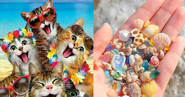  &iquest;Qu&eacute; color de animal se adapta a tu personalidad?