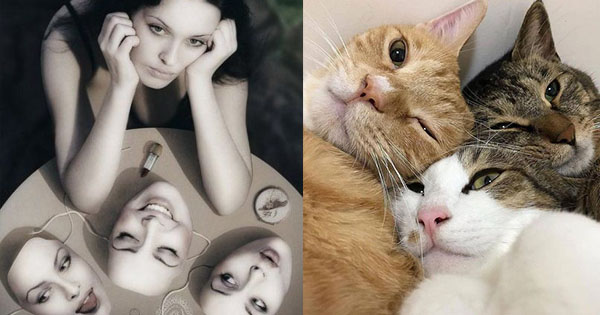 Which 3 animals define you?