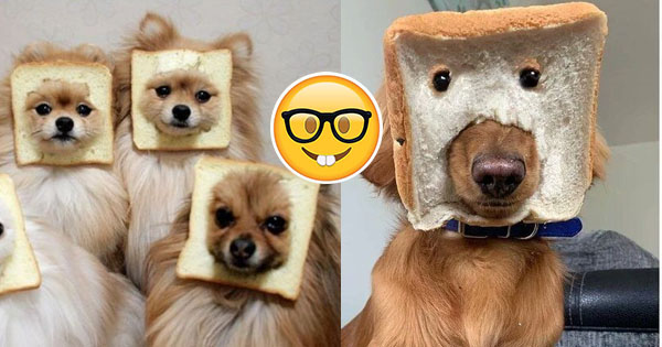 Can we guess your personality parts from the animals you pick?