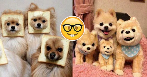 Can we guess your personality parts from the animals you pick?