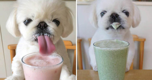 What Milkshake Are You?