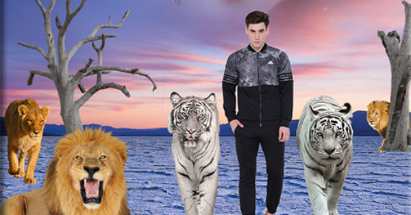 What animal are you?