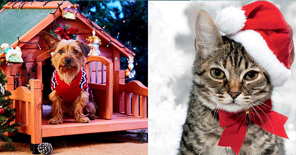 Bạn sẽ trang tr&iacute; ng&ocirc;i nh&agrave; xinh đẹp của m&igrave;nh ra sao dịp Gi&aacute;ng Sinh?