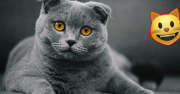 What Is Your Cat Personality?