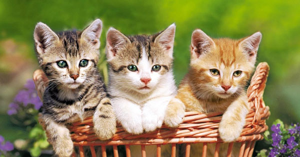 What Is Your Cat Personality? 