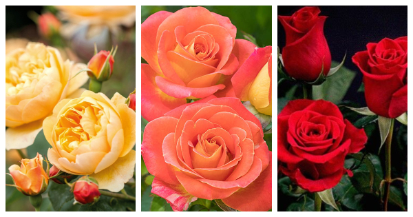 &iquest;Qu&eacute; color de rosa se adapta a tu personalidad?