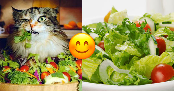 Bạn l&agrave; loại Salad n&agrave;o?