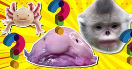 A well-defined image with clear details, likely related to a quiz or test context, showing some content from https://hlwdtestbucket.s3.us-west-2.amazonaws.co...