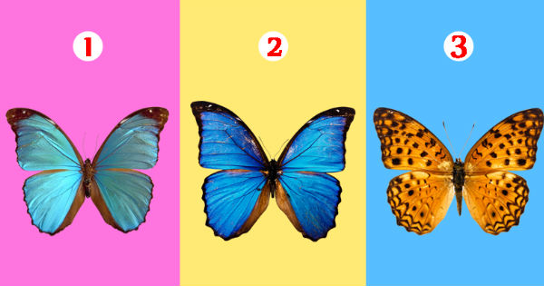 The butterfly you choose can reveal the hidden sides of your personality