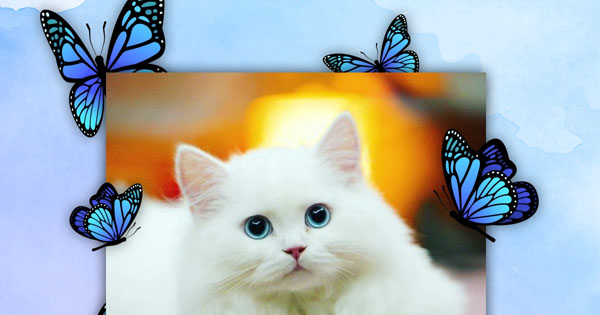 Crie a sua antiguidade de esp&eacute;cimes de borboletas