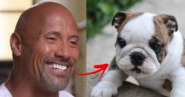 Which Puppy Is Your Actual Soul mate?