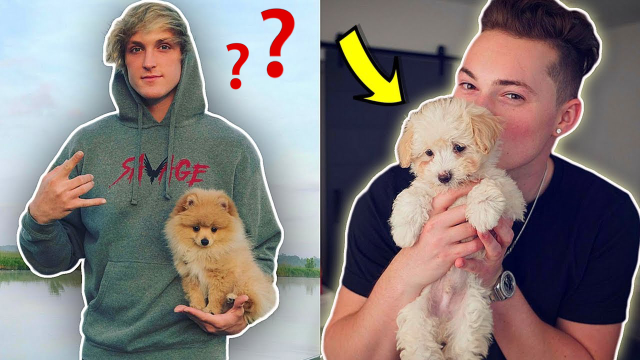 Qual filhotinho seria sua alma g&ecirc;mea?