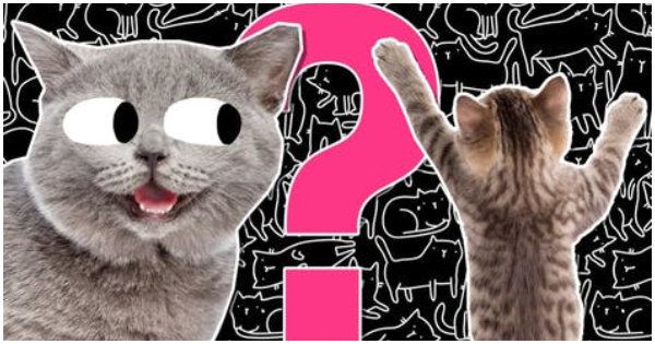 The Quiz Will Reveal Which Animal Would Be Your BFF In Your Life?