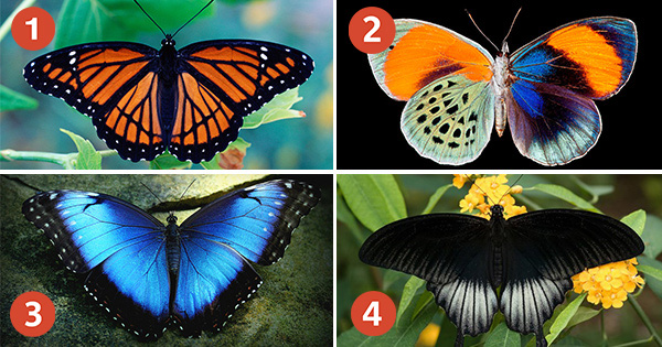 A well-focused image with clear details, likely related to a quiz or test context, showcasing some content from the specified URL. The image appears to be pa...