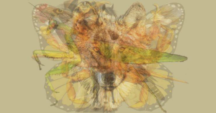 O que voc&ecirc; v&ecirc; primeiro nesta imagem revela sua verdadeira personalidade