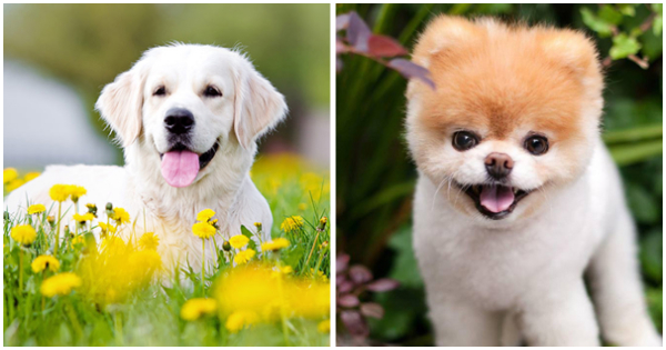Escolha um cachorrinho e n&oacute;s te diremos se voc&ecirc; &eacute; um Crewmate ou um Impostor em Among Us
