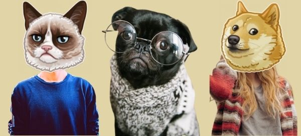 Capture os melhores adesivos de animais com seus amigos!